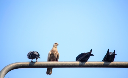 The bird is converseの写真素材