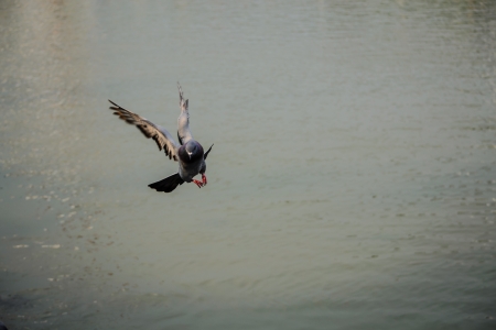 bird fly to th skyの写真素材