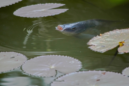 Fish breathe の写真素材