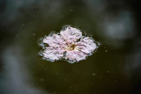 flower on waterの写真素材