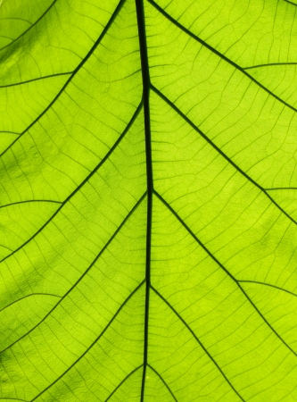 Leaf texture with sunnyの写真素材