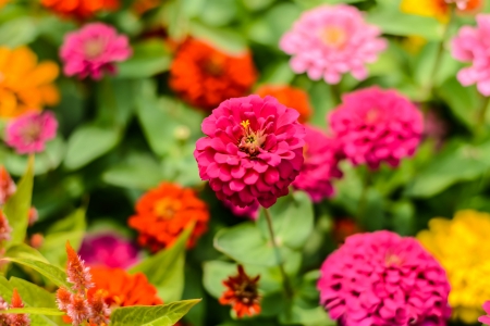 pink flowers whit sunnyの写真素材