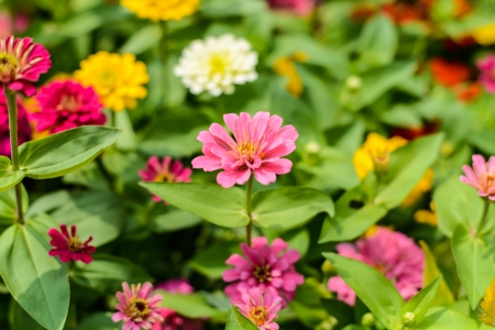 pink flowers whit sunnyの写真素材