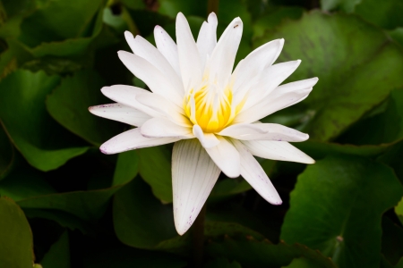 white lotusの写真素材