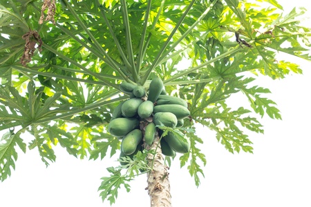 Papaya tree in white background