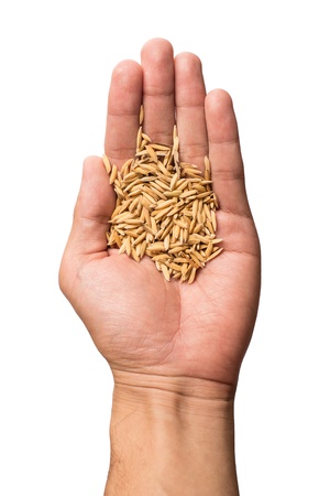 Paddy in handの写真素材
