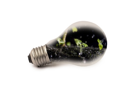 lamp of natural on isolate backgroundの写真素材