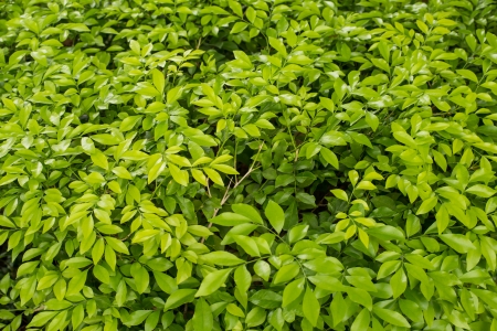 Bush textureの写真素材