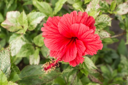 Canna flowerの写真素材