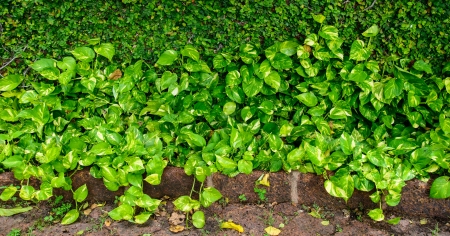 green leavesの写真素材