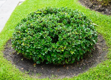 bush trim as a sphereの写真素材