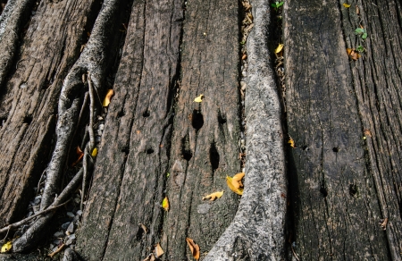 Root surfaceの写真素材