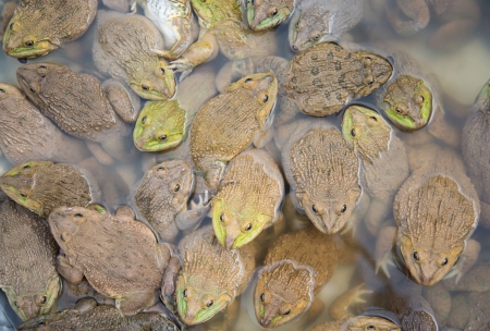 Frogs were captured for sale の写真素材