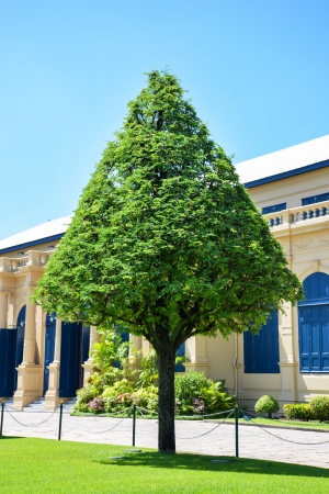 bush trim a sphere,Triangleの写真素材