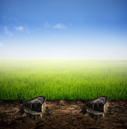 Arid,Cracked ground with Stump and sky  backgroundの写真素材