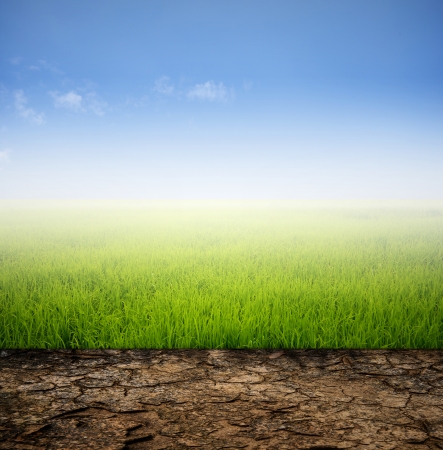 Arid and grass field with sky , Difference of natureの写真素材