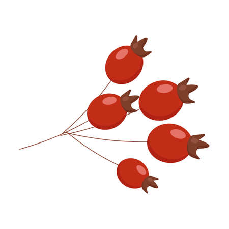rosehip berries are an autumn element of botanyのイラスト素材
