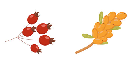 rosehip sea buckthorn autumn element sea buckthorn an autumn element of botanyのイラスト素材