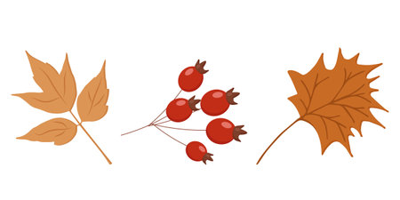 elements of autumn nature berries leaves twigsのイラスト素材