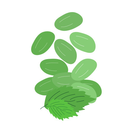 Mint flavor chewing gum. Fresh breath, hygiene. Falling mint drops. Vector flat illustration.のイラスト素材