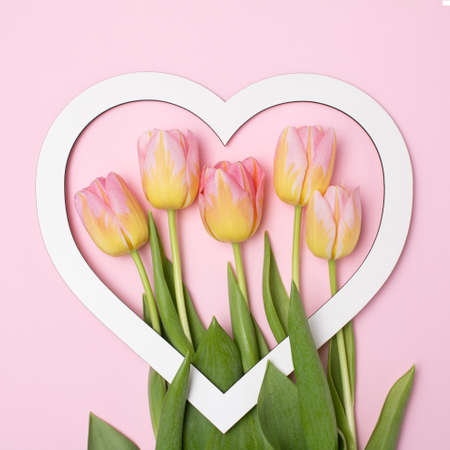 White heart-shaped frame and tulips on pink background. Minimalist  romantic concept