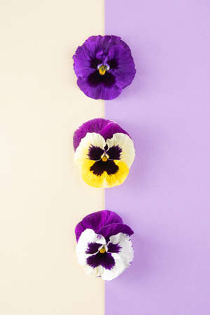 Viola trocolor flowers arranged vertically on an ocher purple background.  Minimal spring conceptの写真素材