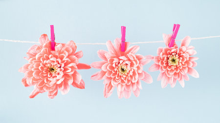 Three coral flowers are dried on clothesline. Minimal spring story on light blue backgroundの写真素材