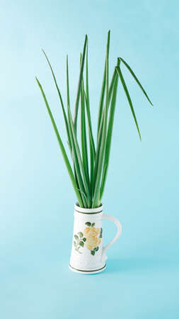 Green spring onions in a ceramical vase for flowers. Minimal concept on a light blue background.の写真素材