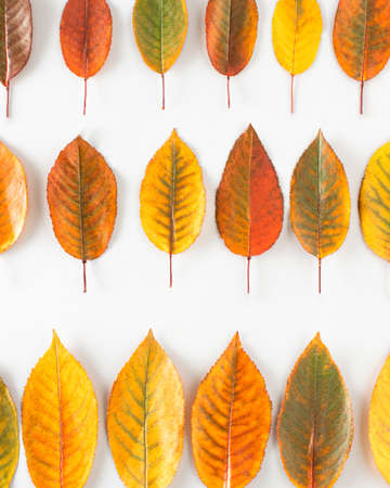 The pattern of cherry leaves fell in autumn. The concept of different colors of one treeの写真素材