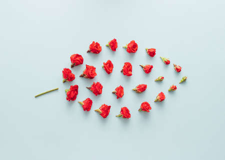 Red rose flowers and buds arranged in leaf shape. Minimal plant concept  on a light blue backgroundの写真素材