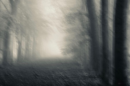 Dreamy walk on a foggy morning in a path