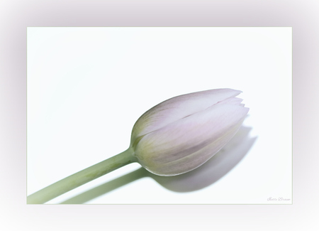 Tulip reflecting in a mirrorの写真素材