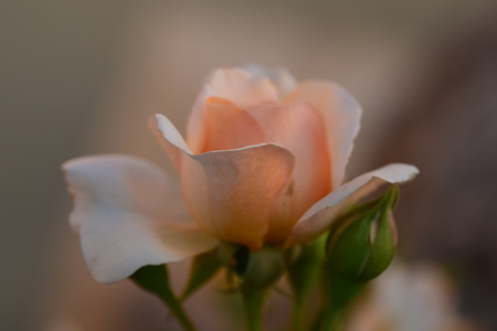 soft roses to tell you or loveの写真素材