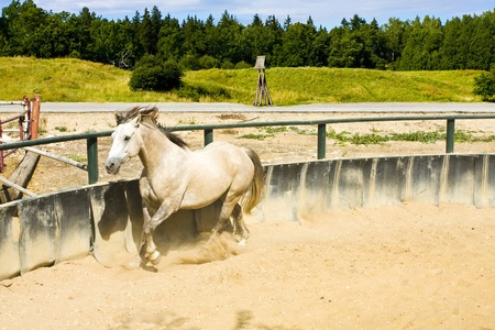 A horse running along the training arena.