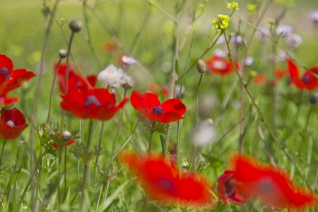 Amazing spring meadow with red flowers 