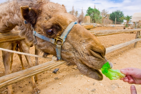 Closeup on a camel being fed with a leaf of green salad  focus on the eye  の写真素材