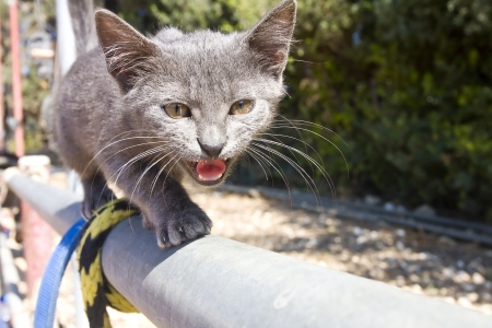 Little brave kitten walking down a fence barの写真素材