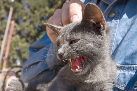Little cute gray kitten meowing aggressively while sitting in human lap