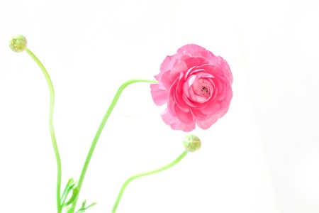 Peony flower with two buds over white background