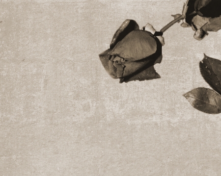 Vintage texture with black rose bud and leavesの写真素材