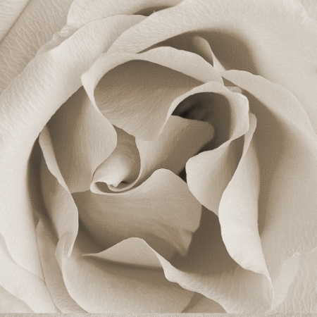 Square retro texture with rose bud half openの写真素材