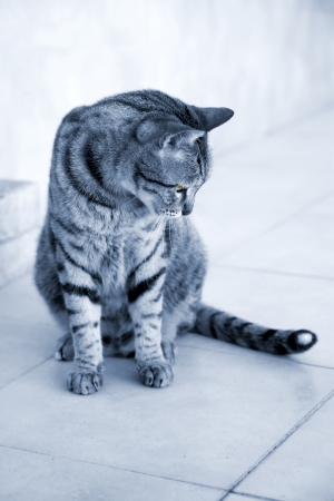 Silver striped cat playing with his tail の写真素材