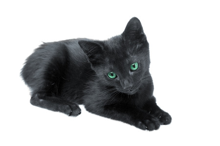 Cute black kitten with green eyes on white backgroundの写真素材