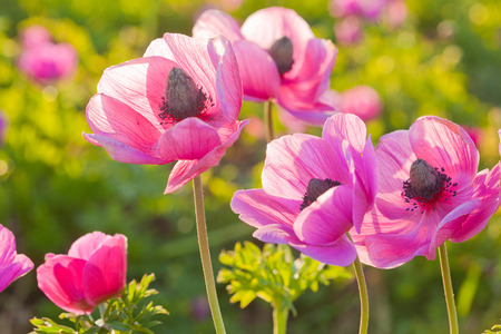 Closeup on pink peonies in the meadow at sunset lightingの写真素材