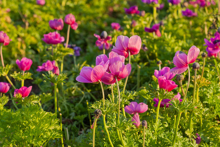 General view of pink peony meadow at sunsetの写真素材
