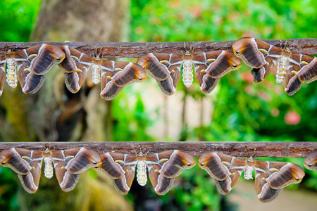 Atlas Moths sitting on two strips of boardの写真素材