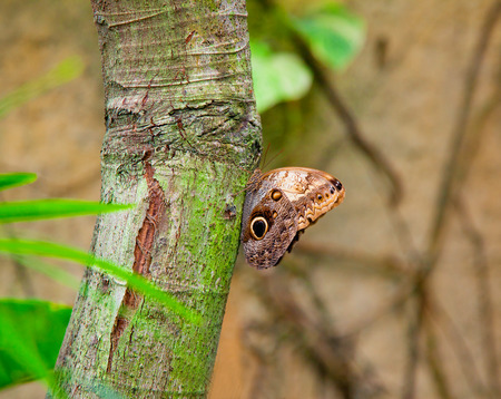 Closeup on an Emperor Butterfly clinging to the treeの写真素材
