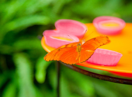 Closeup on a Julia Heliconian butterfly on artificial feeder in a natural parkの写真素材