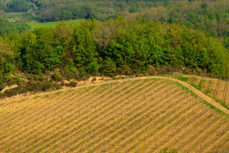 General view of a vineyard in Italyの写真素材