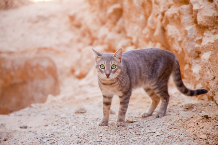 Young domestic cat living at desert valley meets humansの写真素材